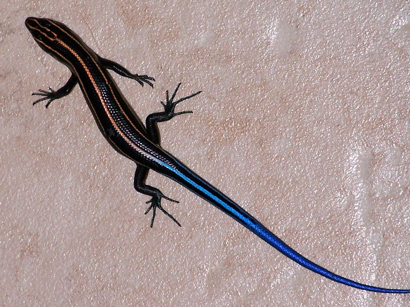 Blue-tailed Skink 1
