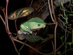 Argentine Leaf-Folding Frog