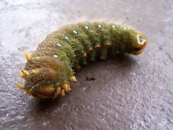 Imperial moth caterpillar